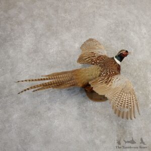 Ringneck Pheasant Bird Mount For Sale #20804 @ The Taxidermy Store