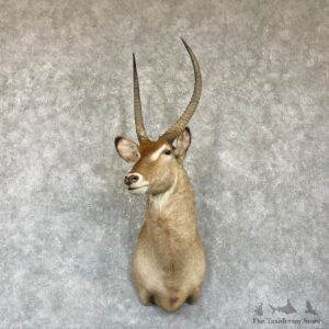 Common Waterbuck Shoulder Mount For Sale #26336 @ The Taxidermy Store