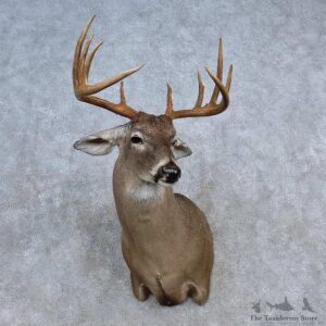Whitetail Deer Shoulder Mount For Sale #15619 @ The Taxidermy Store