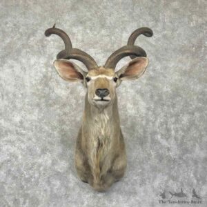 Southern Greater Kudu Shoulder Mount For Sale #31788 @ The Taxidermy Store