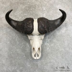 Cape Buffalo Skull Horns Mount For Sale #24232 For Sale @ The Taxidermy Store