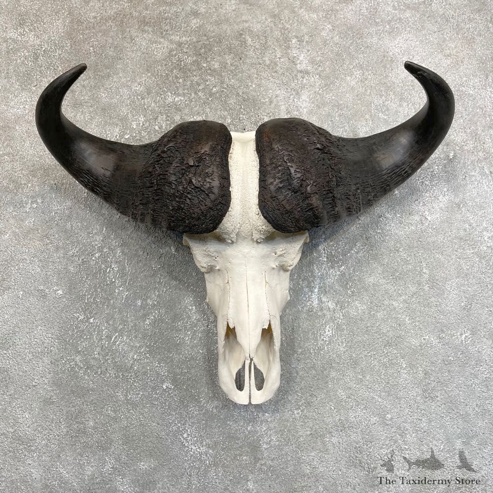 Cape Buffalo Skull Horns Mount For Sale #24232 For Sale @ The Taxidermy Store