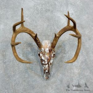 Whitetail Deer Dipped Skull Mount For Sale #18319 @ The Taxidermy Store