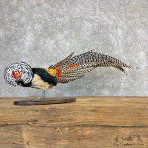 Lady Amherst Pheasant Taxidermy #21637 For Sale @ The Taxidermy Store