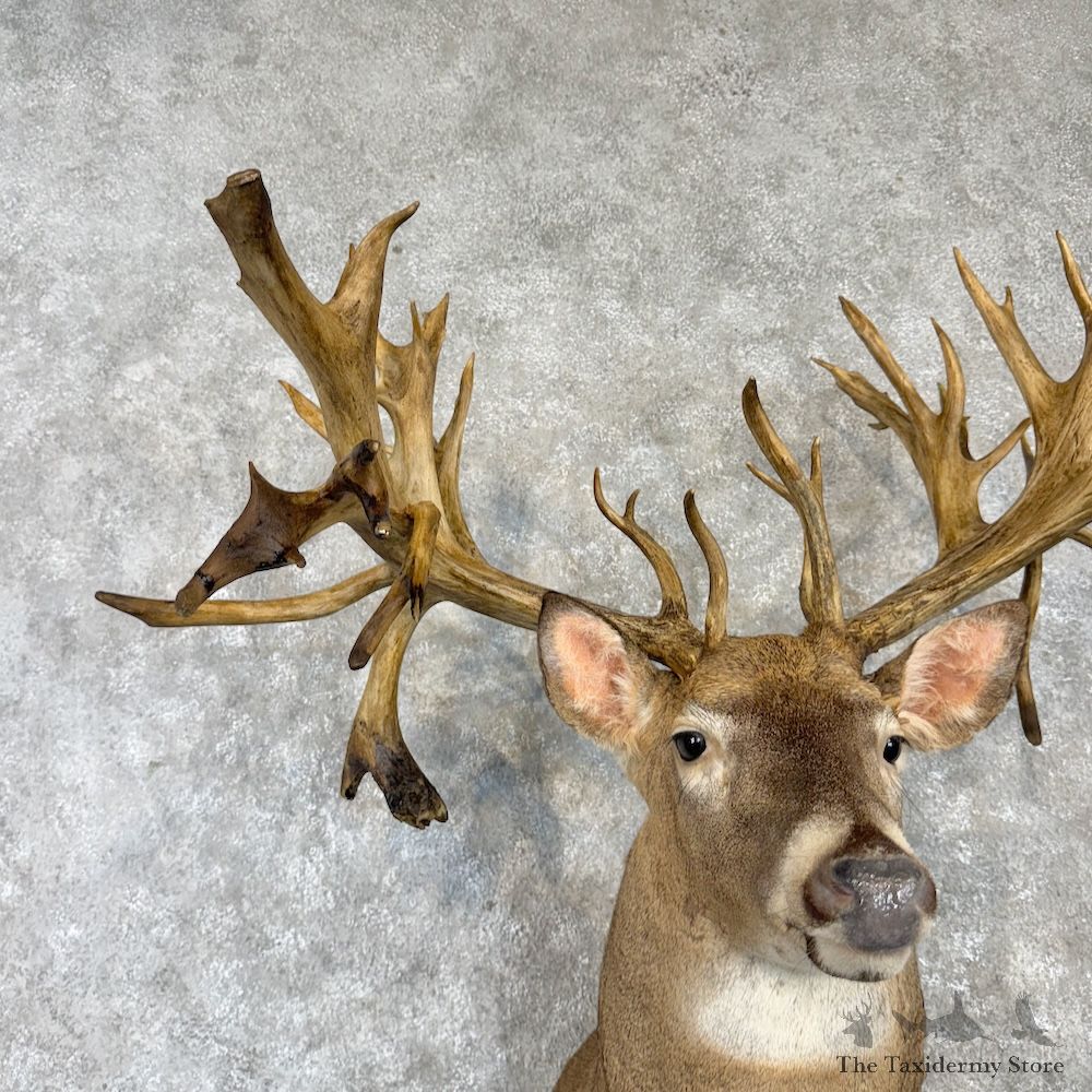 Whitetail Deer Shoulder Mount For Sale #29993 @ The Taxidermy Store