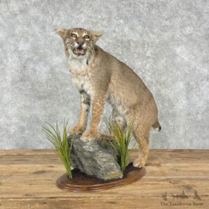 Bobcat Life-Size Mount For Sale #26014 @ The Taxidermy Store