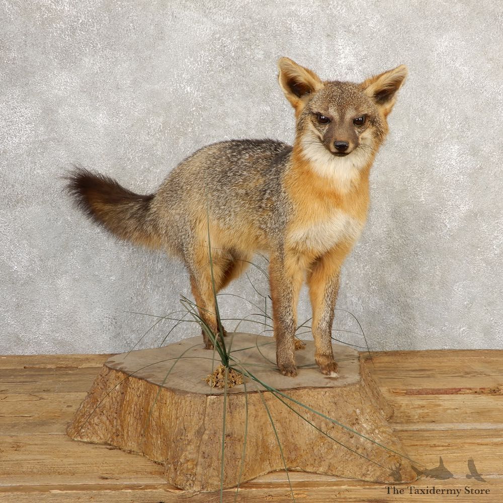 Grey Fox Life-Size Mount For Sale #20659 @ The Taxidermy Store