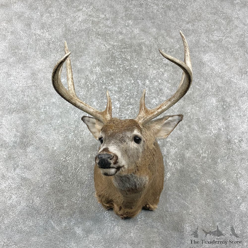 Whitetail Deer Shoulder Mount For Sale #25983 @ The Taxidermy Store