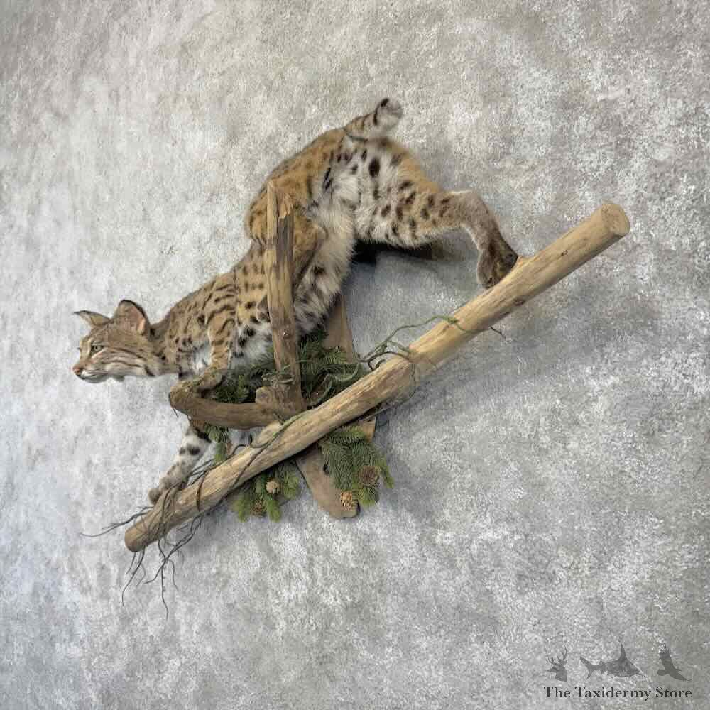 Bobcat Life Size Mount For Sale #32259 @ The Taxidermy Store