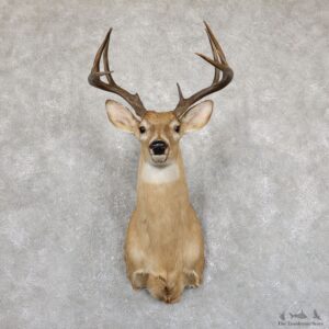 Whitetail Deer Shoulder Mount #Whitetail Deer Shoulder Mount #19550 For Sale @ The Taxidermy Store