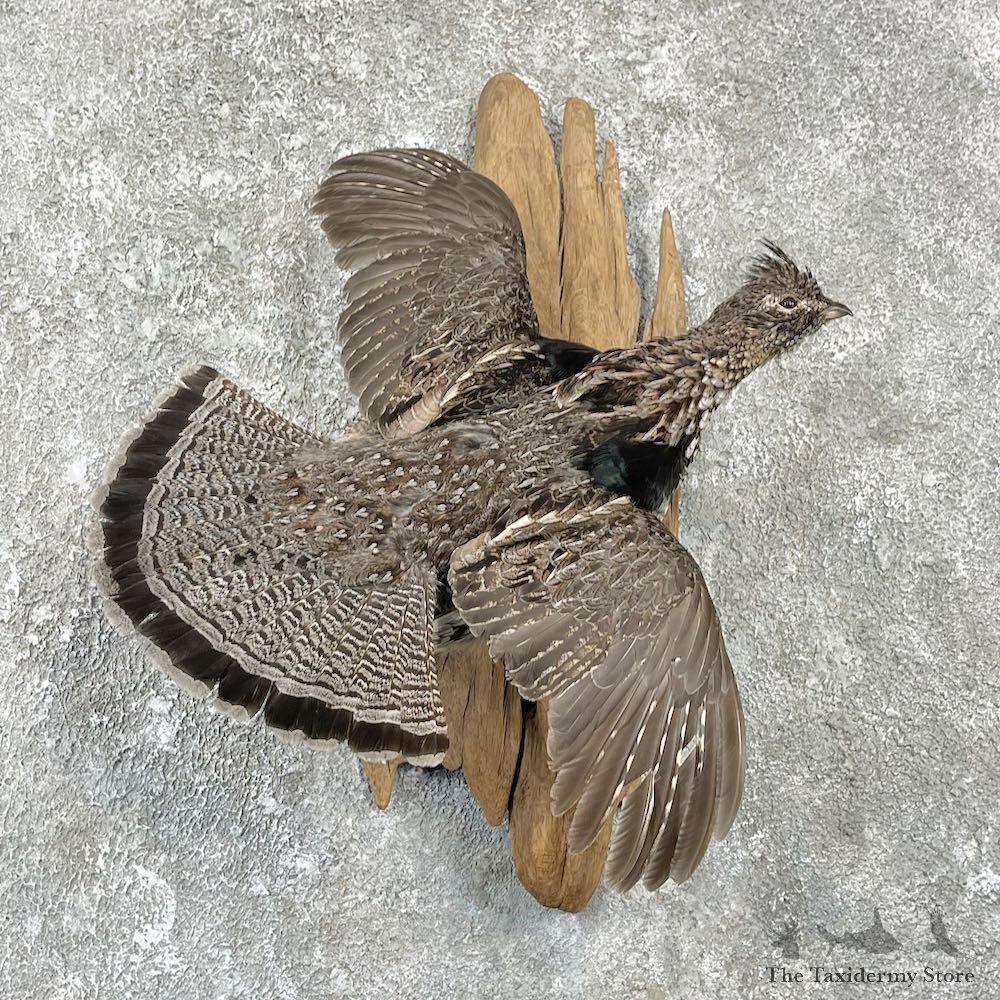 Ruffed Grouse Bird Mount For Sale #25942 @ The Taxidermy Store