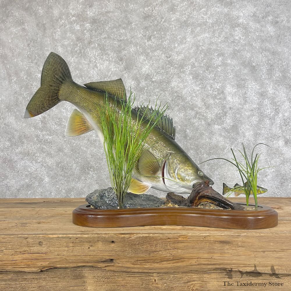 Walleye Fish Mount For Sale #28413 @ The Taxidermy Store