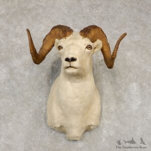 Dall Sheep Shoulder Mount For Sale #21432 @ The Taxidermy Store