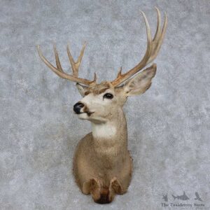 Mule Deer Shoulder Mount For Sale #15714 @ The Taxidermy Store