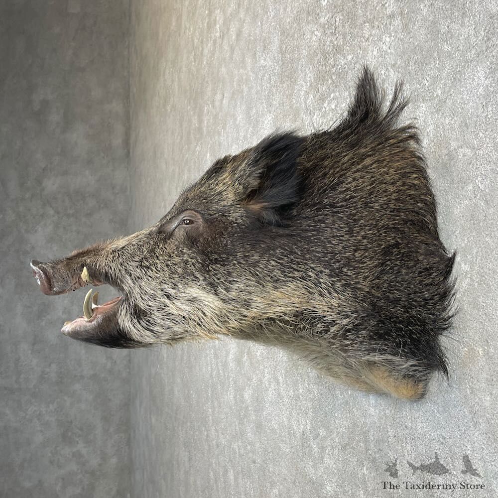 Russian Boar Shoulder Mount For Sale #28003 @ The Taxidermy Store