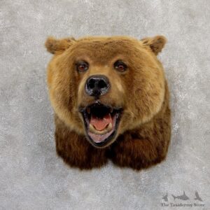 Grizzly Bear Shoulder Mount For Sale #18984 @ The Taxidermy Store