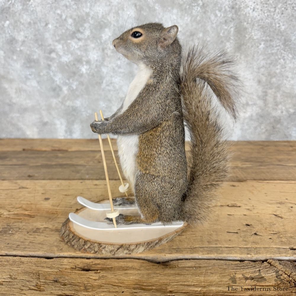 Skiing Squirrel Novelty Mount For Sale #30210 @ The Taxidermy Store