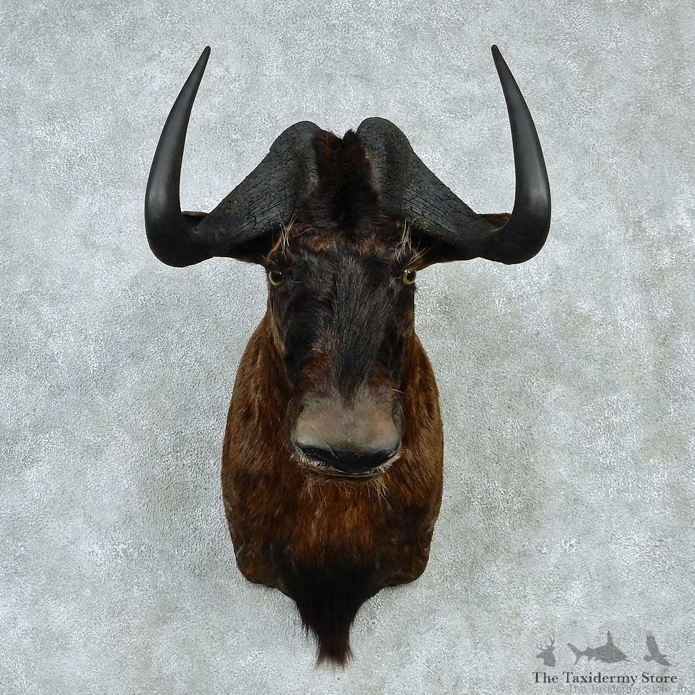 Black Wildebeest Shoulder Taxidermy Mount #13221 For Sale @ The Taxidermy Store