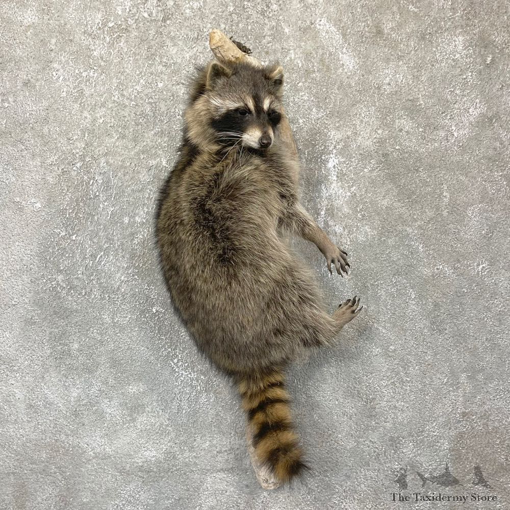 Wall-Hanging Raccoon Mount For Sale #24366 - The Taxidermy Store