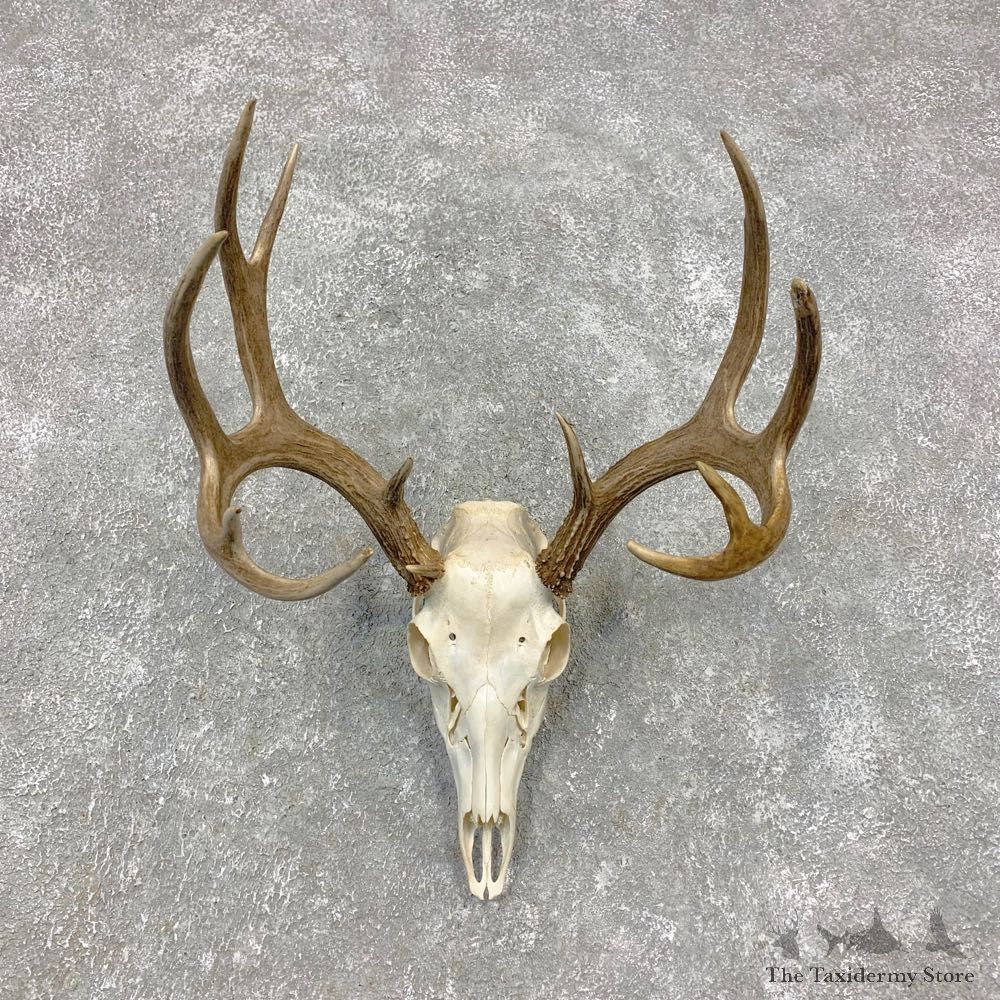 Whitetail Deer Skull European Mount For Sale #21462 @ The Taxidermy Store