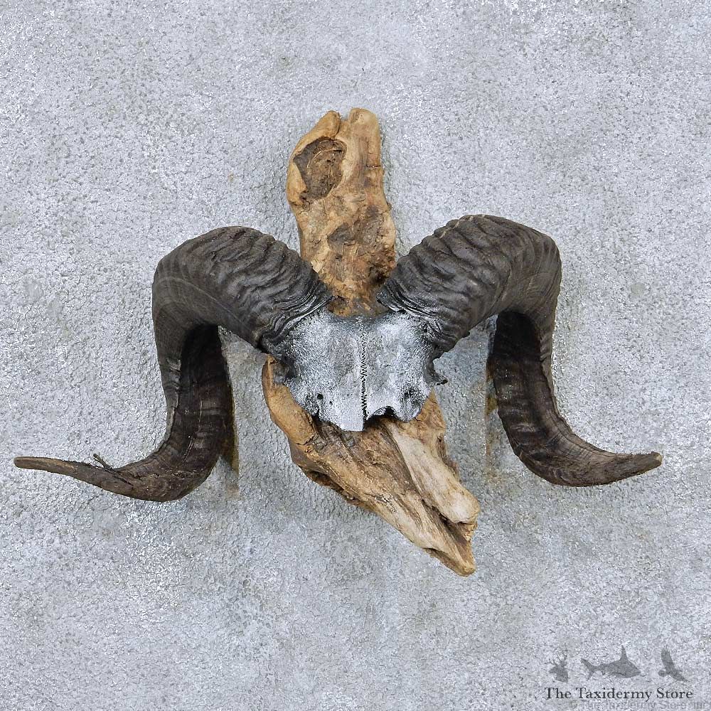Corsican Ram Skull Cap Horns Taxidermy Mount #13836 For Sale @ The Taxidermy Store