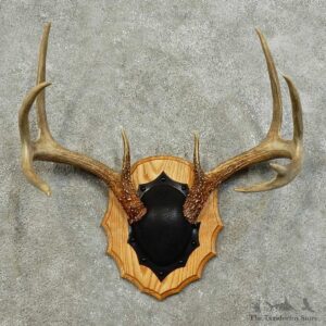 Whitetail Deer Antler Plaque For Sale #15997 @ The Taxidermy Store