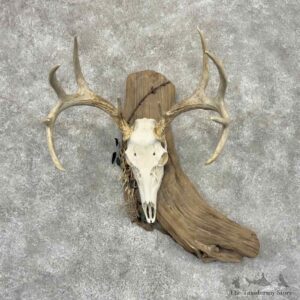 Whitetail Deer Skull European Mount For Sale #32120 @ The Taxidermy Store