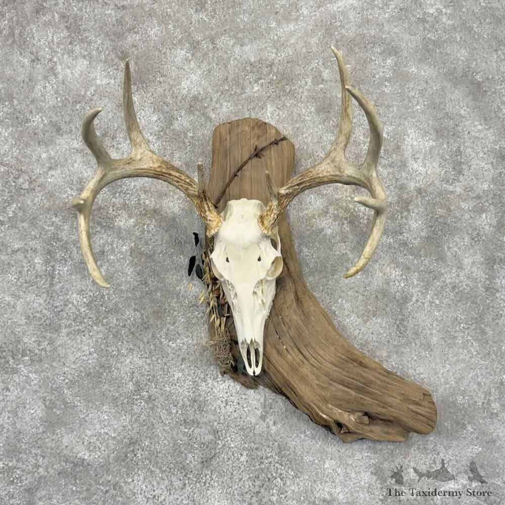 Whitetail Deer Skull European Mount For Sale #32120 @ The Taxidermy Store