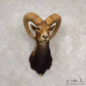 Mouflon Ram Shoulder Mount For Sale #20527 @ The Taxidermy Store