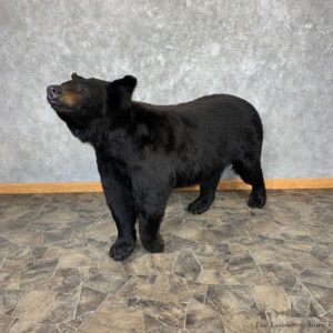 Black Bear Life-Size Mount For Sale #21268 @ The Taxidermy Store