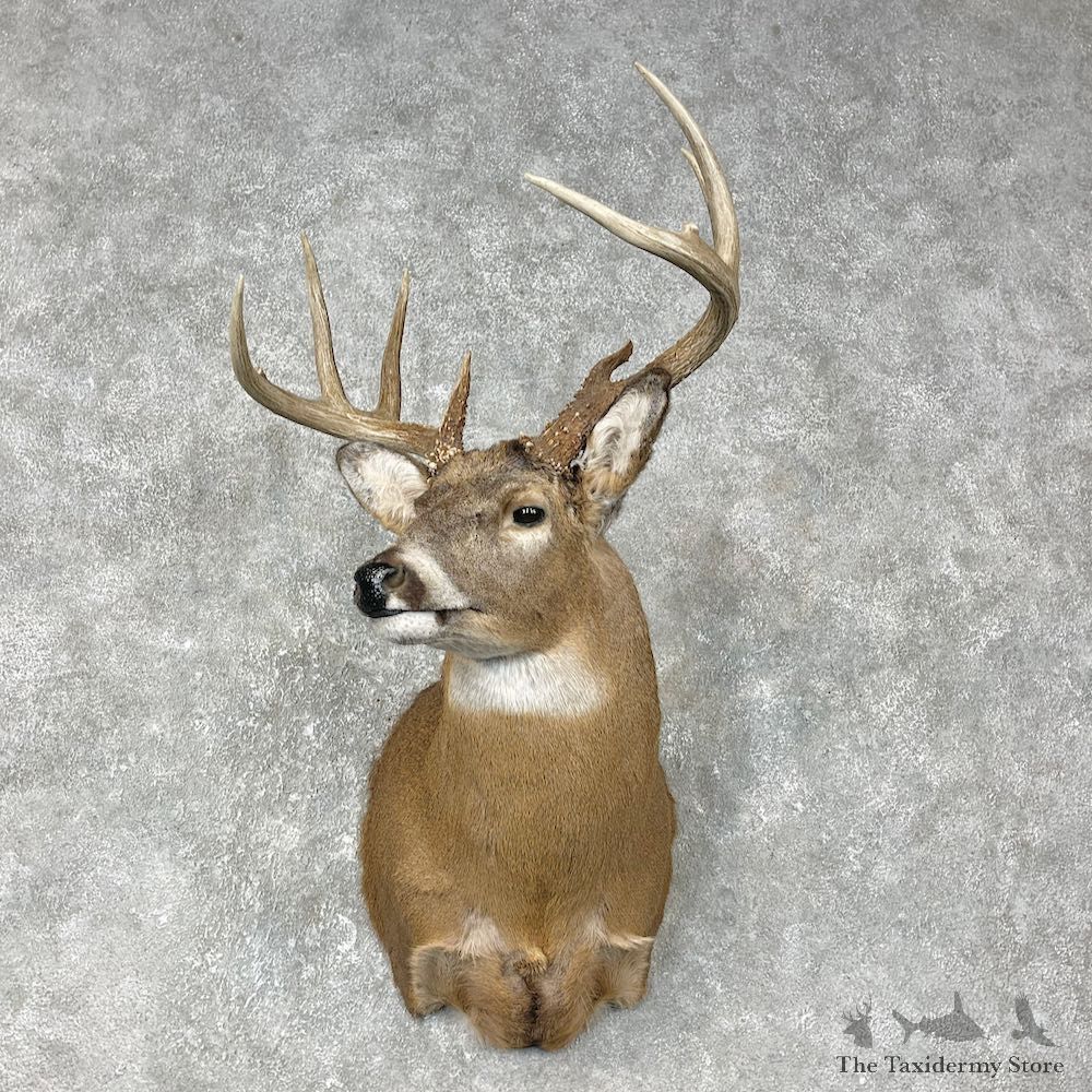 Whitetail Deer Shoulder Mount #25403 For Sale - The Taxidermy Store