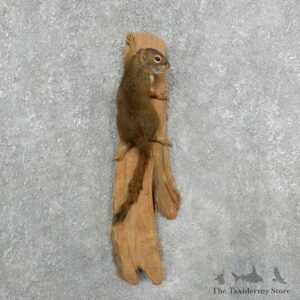 Red Squirrel Life-Size Mount For Sale #18201 @ The Taxidermy Store