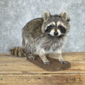 Raccoon Life-Size Mount For Sale #24060 @ The Taxidermy Store