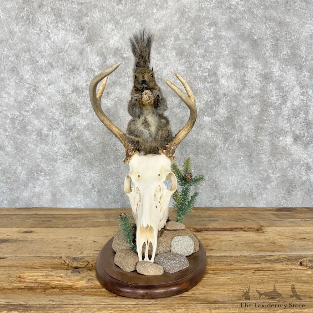 Grey Squirrel Life-Size Mount For Sale #29008 @ The Taxidermy Store