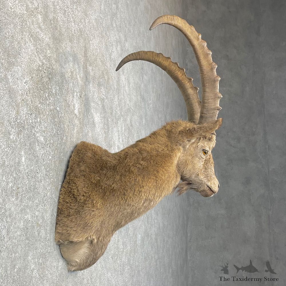 Siberian Ibex Taxidermy Shoulder Mount #24759 @ The Taxidermy Store