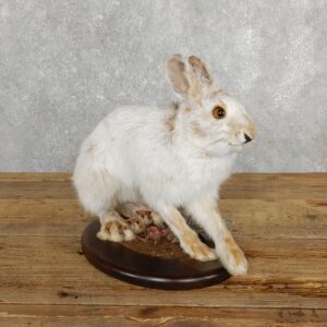 Snowshoe Hare Rabbit Mount #19700 For Sale @ The Taxidermy Store