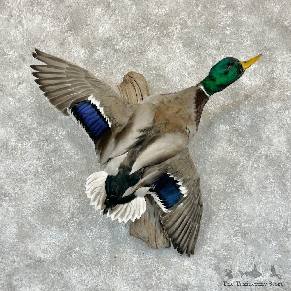 Mallard Duck Drake Mount For Sale #29134 @ The Taxidermy Store