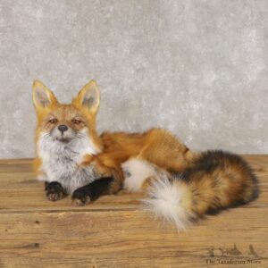 Red Fox Life-Size Mount For Sale #22598 @ The Taxidermy Store