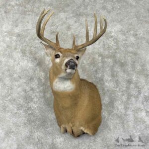 Whitetail Deer Shoulder Mount For Sale #31802 @ The Taxidermy Store