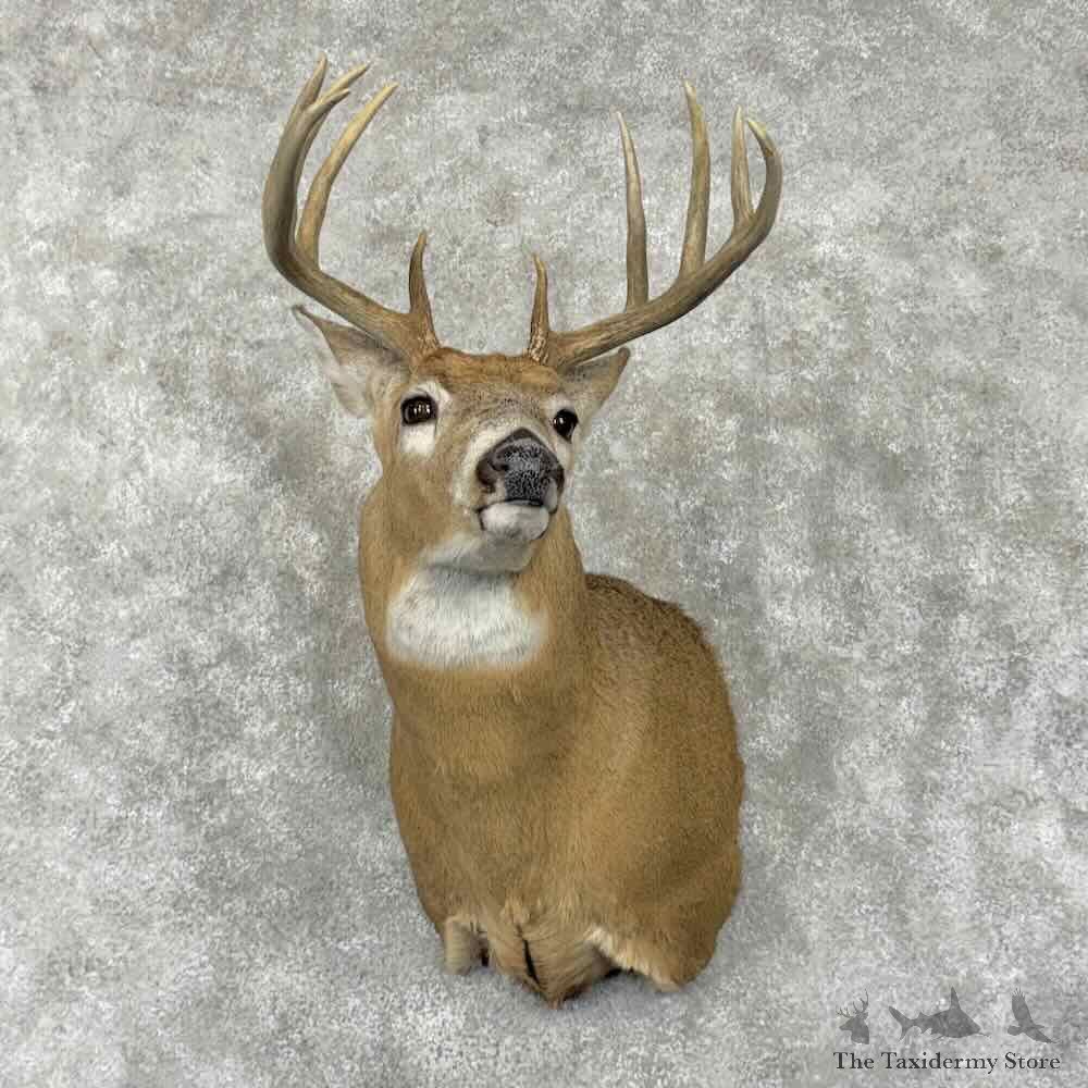 Whitetail Deer Shoulder Mount For Sale #31802 @ The Taxidermy Store