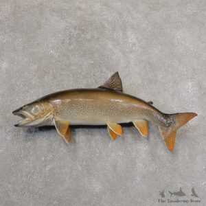 Lake Trout Freshwater Fish Mount For Sale #21323 @ The Taxidermy Store
