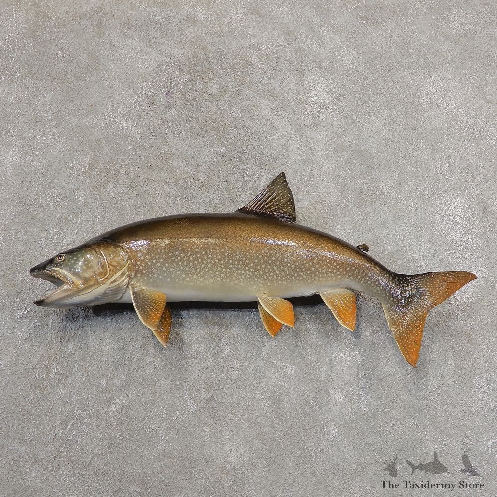Lake Trout Freshwater Fish Mount For Sale #21323 @ The Taxidermy Store