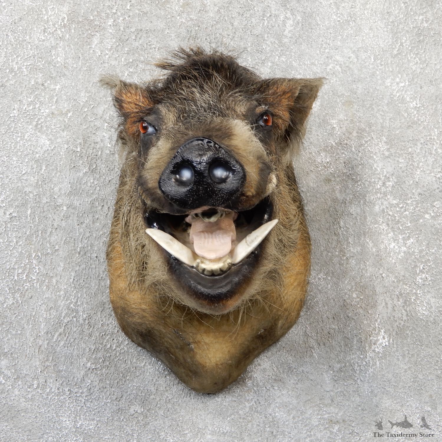 Wild Boar Shoulder Mount For Sale #19285 @ The Taxidermy Store