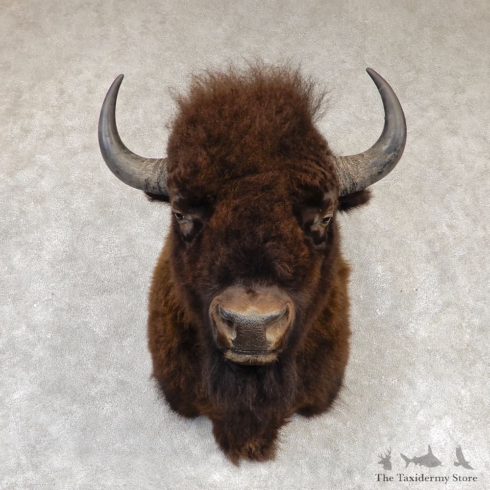 American Bison Shoulder Mount For Sale #20296 @ The Taxidermy Store