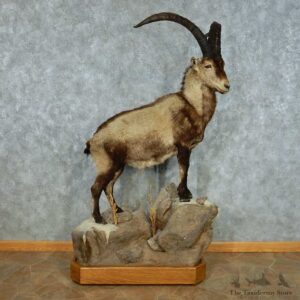 Spanish Ibex Life-Size Taxidermy Mount #13459 For Sale @ The Taxidermy Store