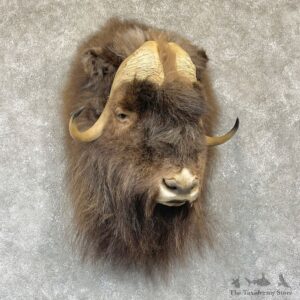Greenland Muskox Shoulder Mount For Sale #26337 @ The Taxidermy Store