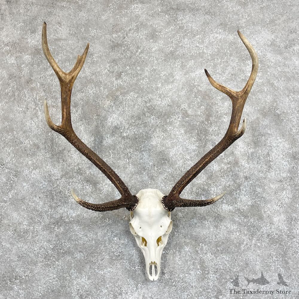 Sika Deer Skull & Antler European Mount For Sale #28067 @ The Taxidermy Store