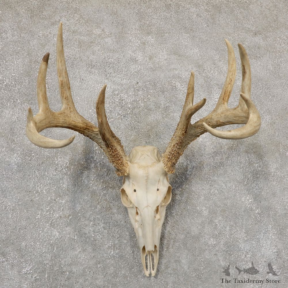 Whitetail Deer Skull European Mount For Sale #18931 @ The Taxidermy Store