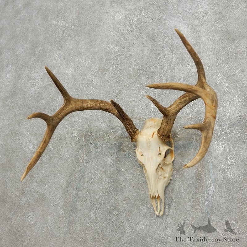 Whitetail Deer Skull European Mount For Sale #17589 @ The Taxidermy Store
