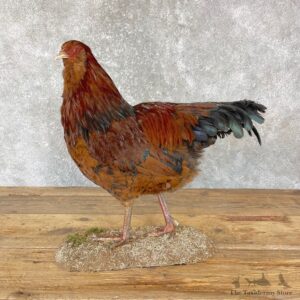 Domestic Chicken Hen Bird Mount For Sale #24717 @ The Taxidermy Store